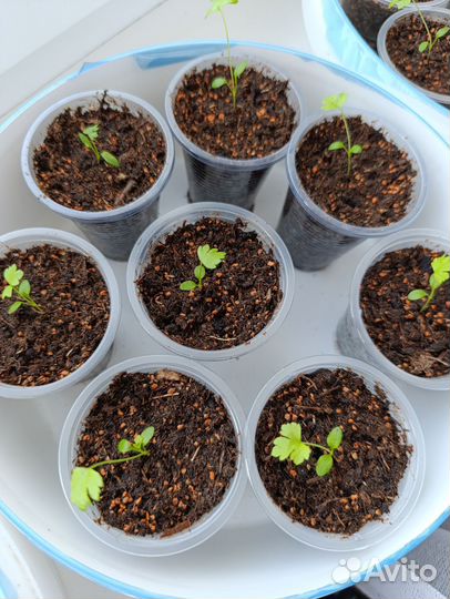 Сельдерей рассада