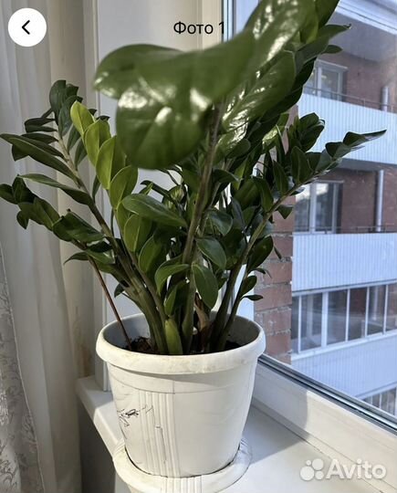 Цветок в горшке