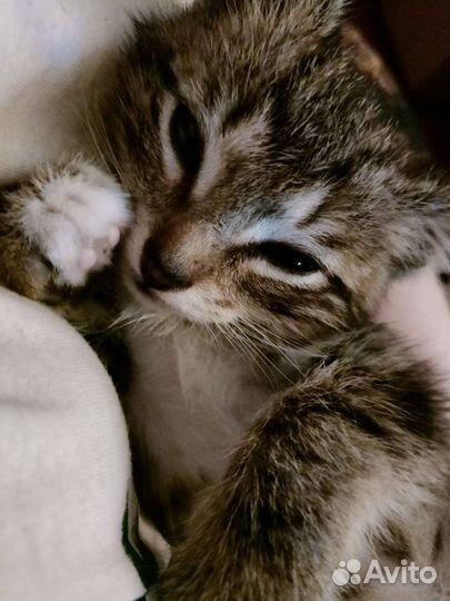 Отдаём котёнка в добрые руки