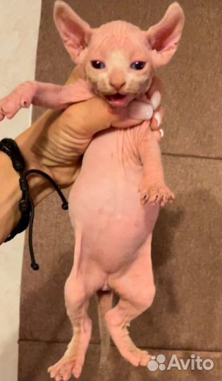Канадский сфинкс девочка