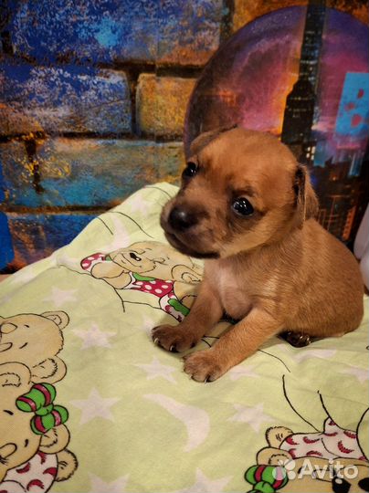 Той-терьер щенки