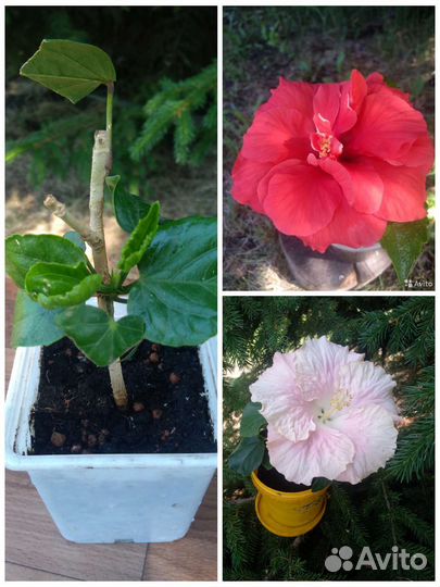 Гибискус два в одном