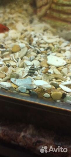 Улитка хелена, креветки Вишенки