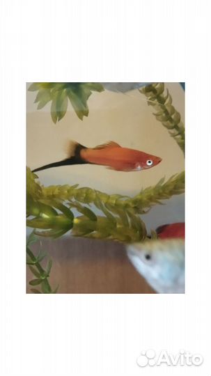 Меченосец самец