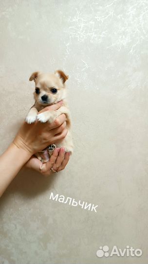 Щенки чихуахуа