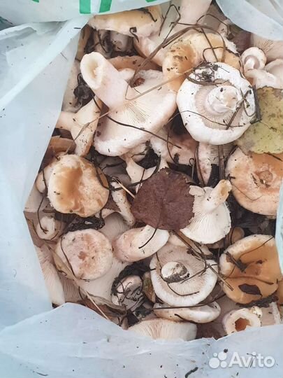 Грибы маринованные. Волжанки,Маслята,Опята