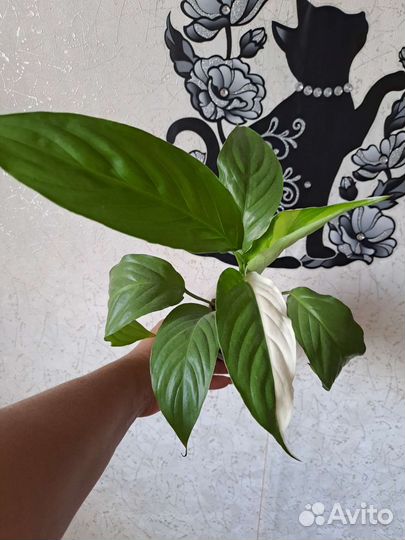 Спатифиллум пикассо