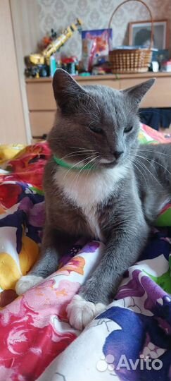 Годовалый котик в заботливые руки