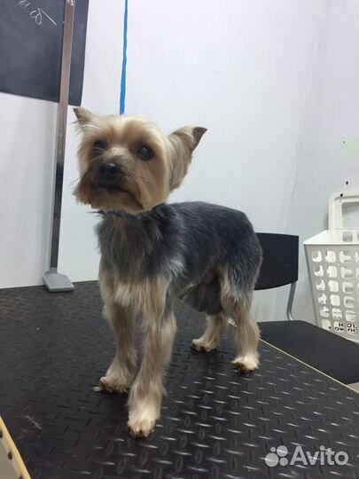 Стрижка йоркширского терьера