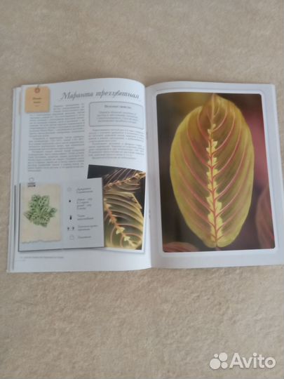 Комнатные растения