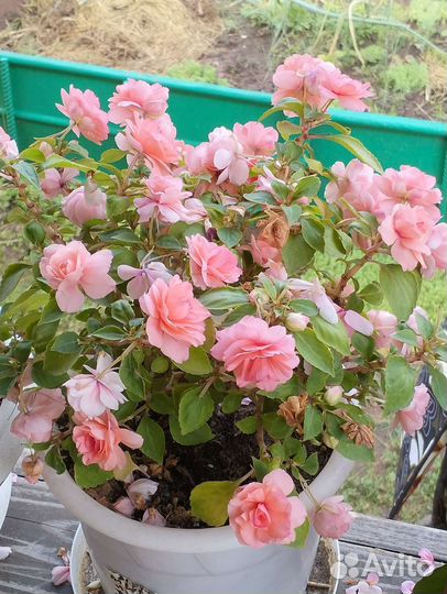 Бальзамины