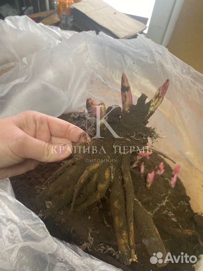 Пион Сара бернар