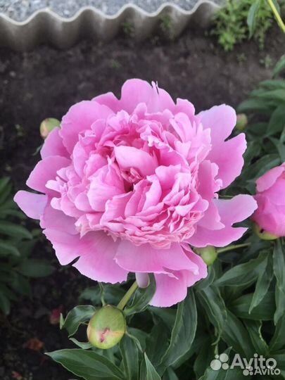 Порни пиона на сентябрь