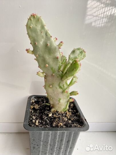 Суккуленты