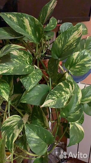 Сциндапсус золотистый