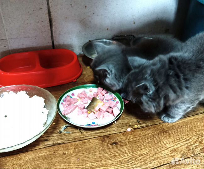 Британские котята