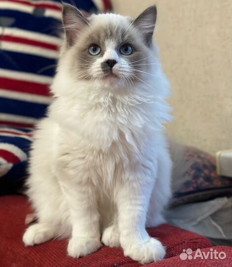 Котенок породы ragdoll