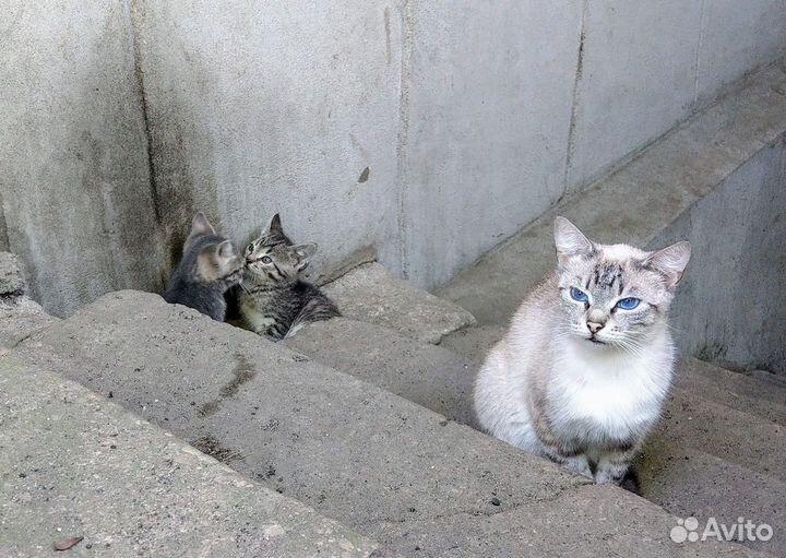 Котята в добрые руки