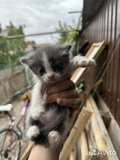 Котята в добрые руки бесплатно