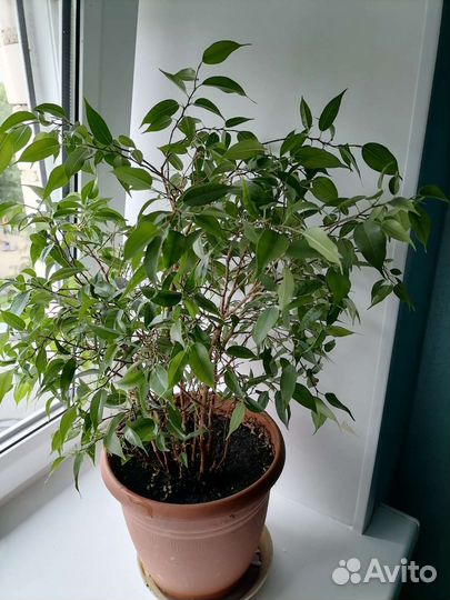 Фикус мелколистный