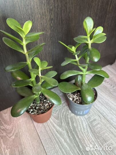Денежное дерево толстянка крассула