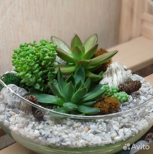 Флорариум. Подарок на день рождения, педагогу