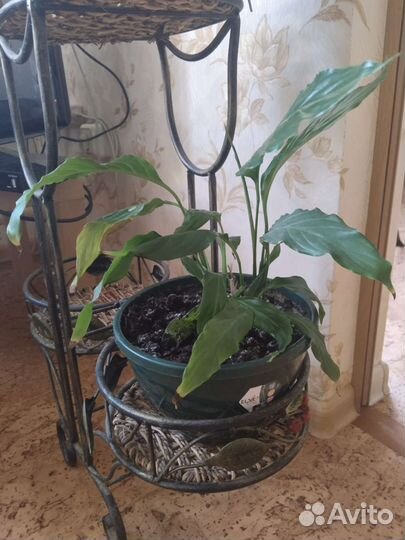 Спатифиллум женское счастье эхмея