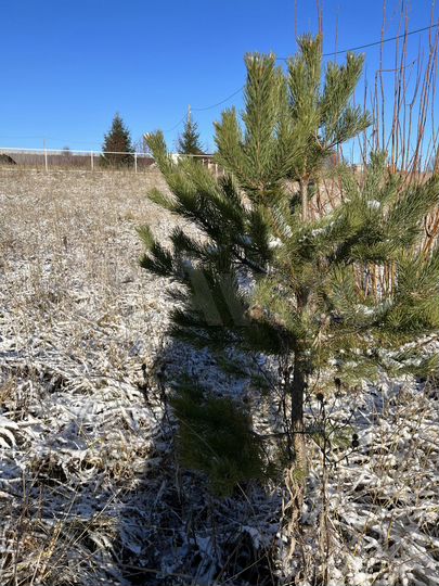 Участок 10 сот. (СНТ, ДНП)