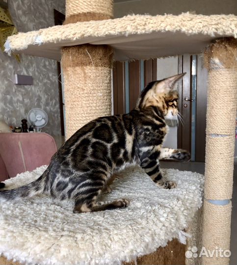 Бенгальские девочки