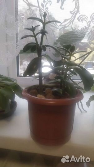 Денежное дерево, толстянка