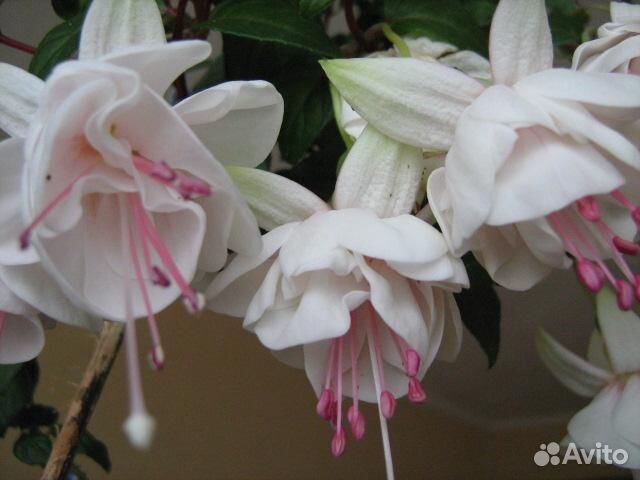 Черенки фуксии