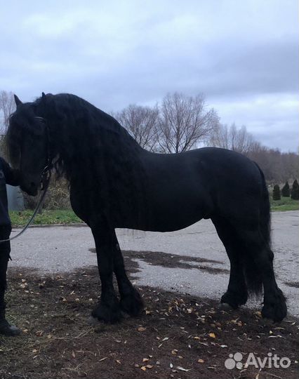 Фризские лошади