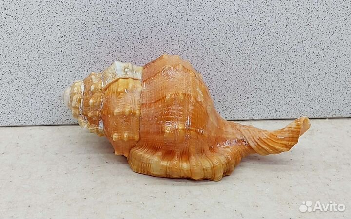 Циматиум Пурам 10,7 морская ракушка раковина