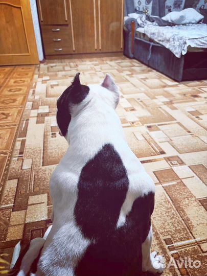 Стаффордширский терьер