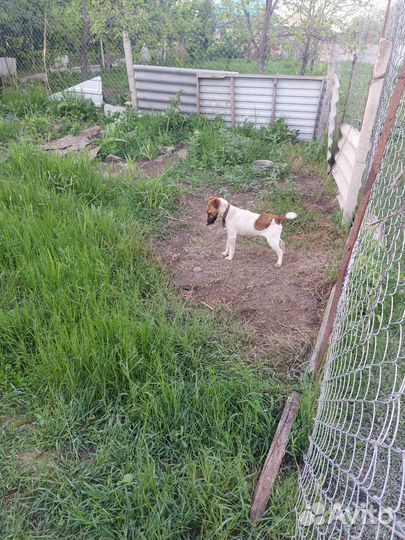 Фокстерьер