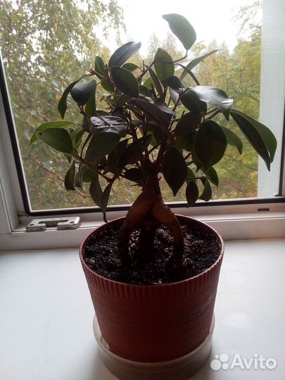 Продам цветы комнатные