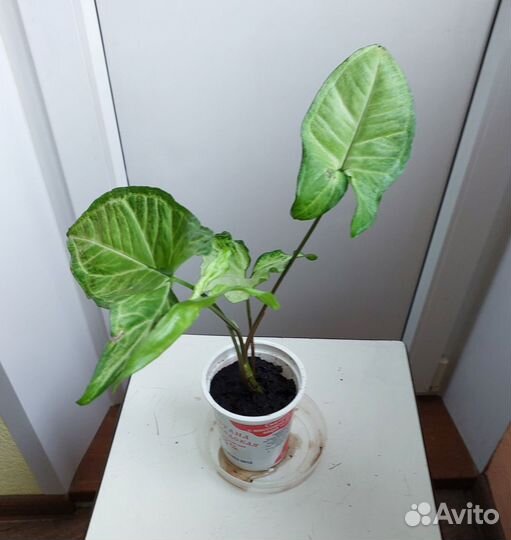 Сингониум батерфляй