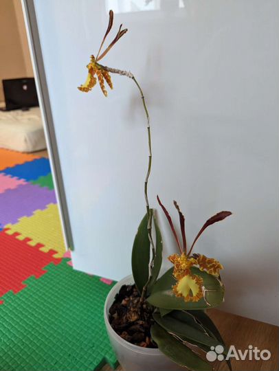 Орхидея Psychopsis Mariposa