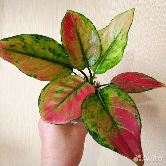 Аглаонема Black Maroon и др