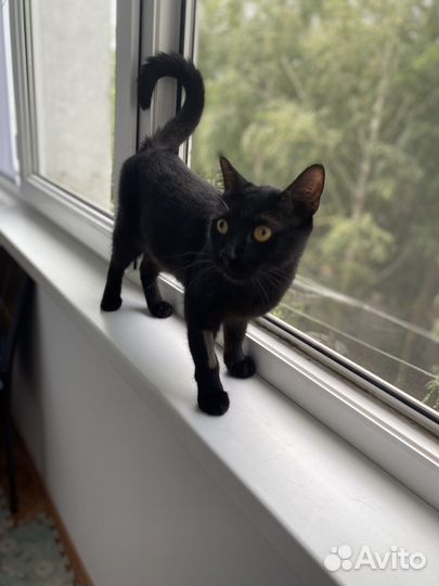 Черная Ноча