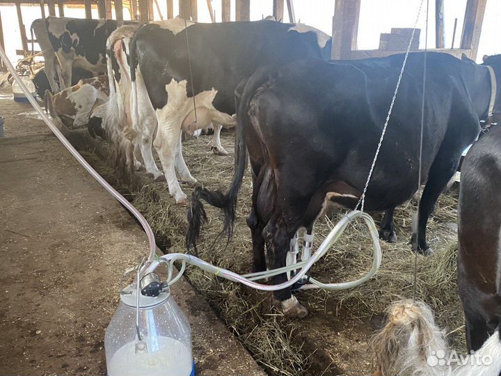 Молоко, творог, сыры, йогурт, ряженка