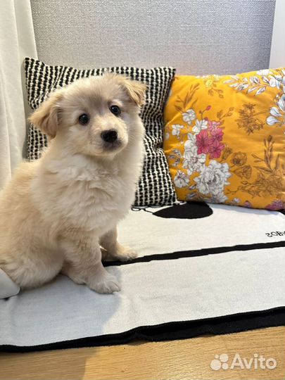 Щенок от маленькой собаки