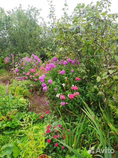 Флоксы многолетние