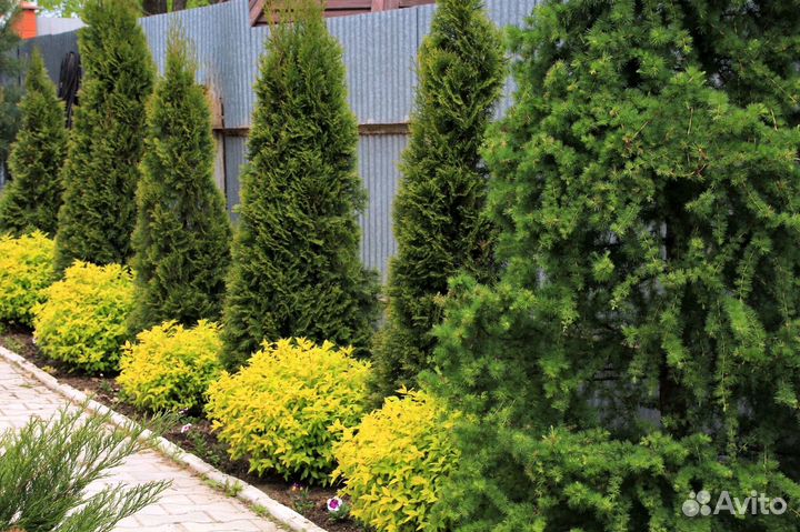 Туи смарагд