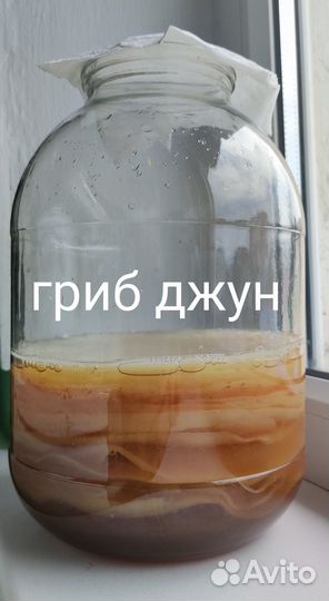 Индийский морской рис, чайный гриб джун, камбуча