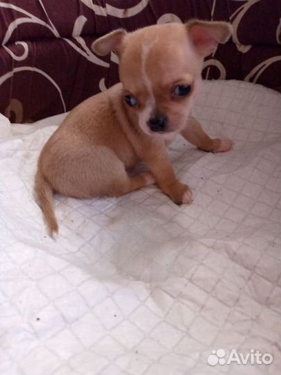 Щенки чихуахуа мини
