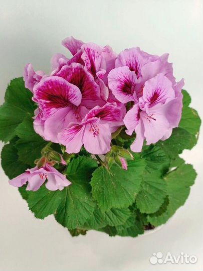 Пеларгония Герань