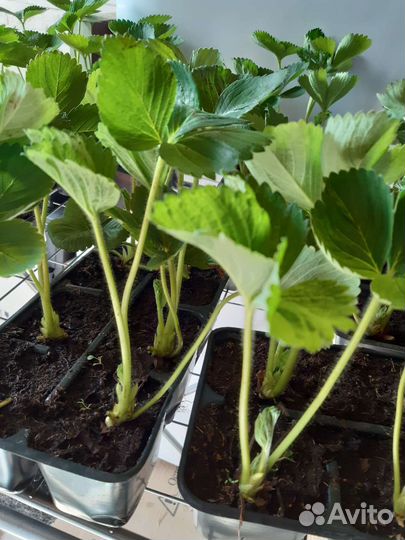 Рассада клубники/земляники