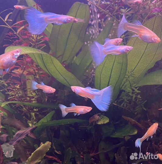 Аквариумные рыбки гуппи
