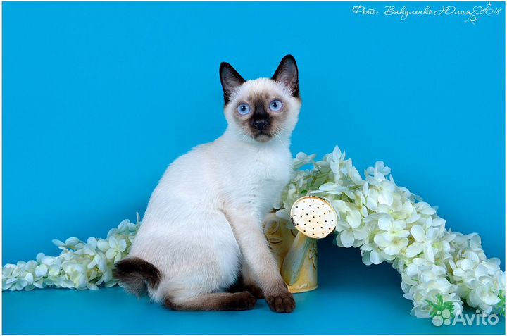 Котята Той боб